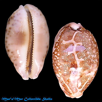 Cypraea (Leporicypraea) mappa viridis Kenyon, 1902