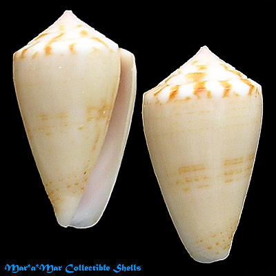 Conus mauricioi Coltro, 2004