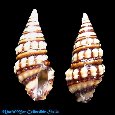 Pilsbryspira albocincta (C.B.Adams, 1845)