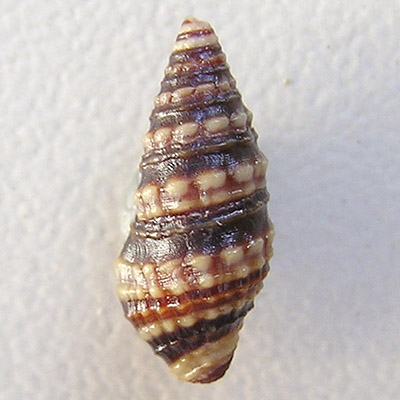 Pilsbryspira albocincta (C.B.Adams, 1845) - Imagem 2