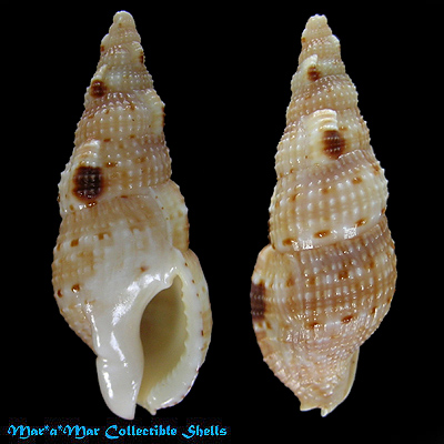 Colubraria obscura (Reeve, 1844)