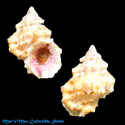 Bursa rhodostoma thomae Orbigny, 1842