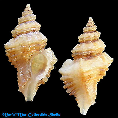 Murexiella cf. glypta (E. A. Smith, 1838)