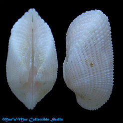 Arcopsis afra (Gmelin, 1791)