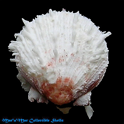 Spondylus ictericus Reeve, 1856.