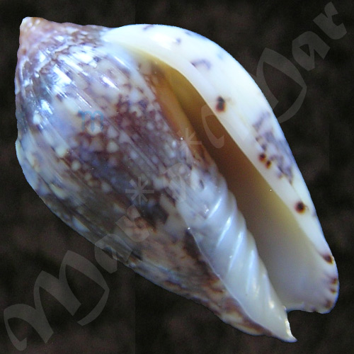 Plicoliva zelindae oceanica Coltro, 2005