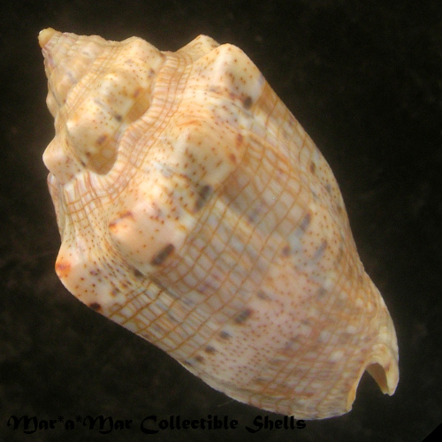 Voluta musica Linnaeus, 1758 - Imagem 2