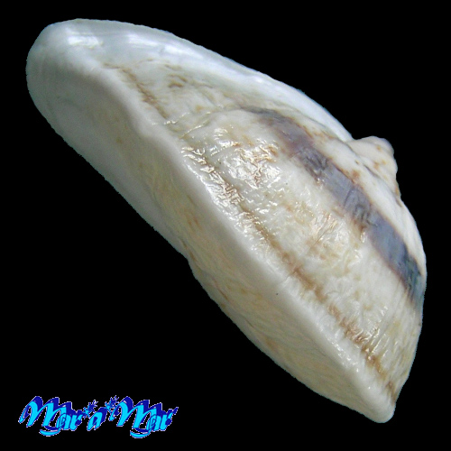 Cochlorina uranops Pilsbry, 1898 - Image 2