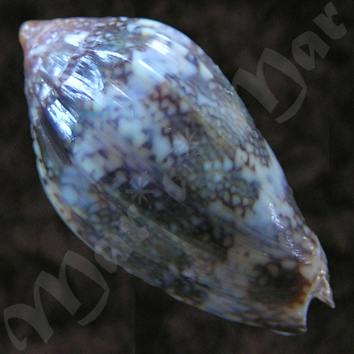 Plicoliva zelindae oceanica Coltro, 2005 - Image 2