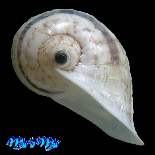 Cochlorina uranops Pilsbry, 1898 - Image 3