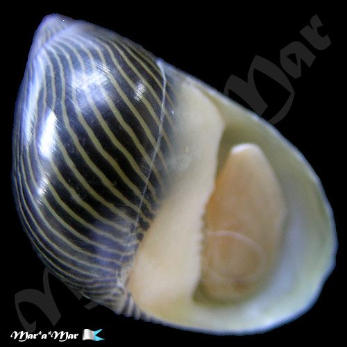 Neritina turrita (Gmelin, 1791)
