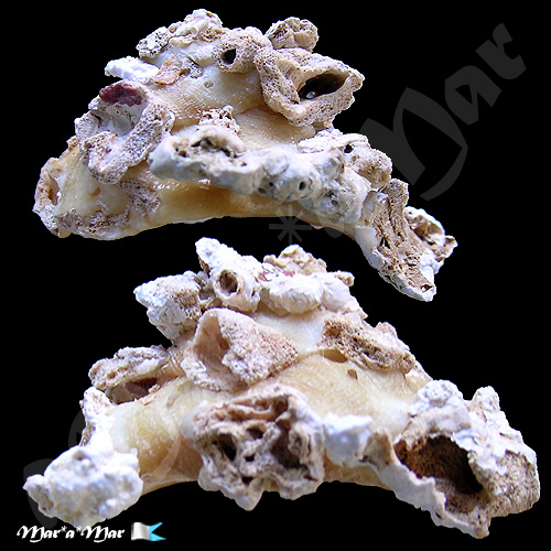 Xenophora conchyliophora (Born, 1780)