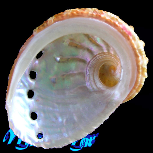 Alternative view of Haliotis ovina ovina (Gmelin, 1791)