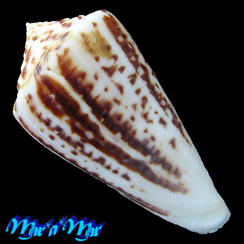 Conus clerii Reeve, 1844