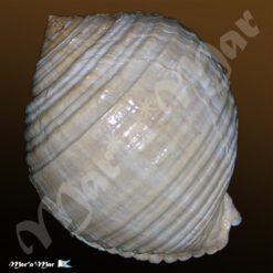 Alternative view of Malea ringens (Swainson, 1822)