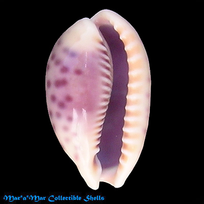 Cypraea (Ovatipsa) chinensis violacea Rous, 1905