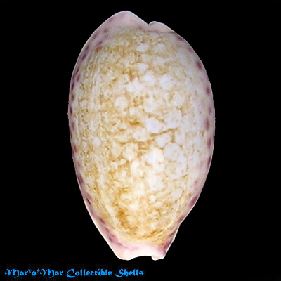 Cypraea (Ovatipsa) chinensis violacea Rous, 1905 - Imagem 2
