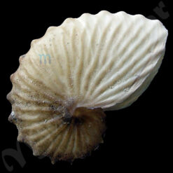 Argonauta boettgeri Von Maltzen, 1881