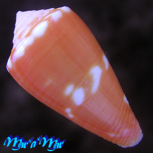 Conus bertarollae Costa & Simone, 1997 - Image 2