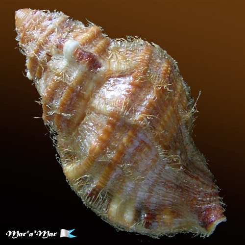 Monoplex martinianus Orbigny, 1845 - Image 2