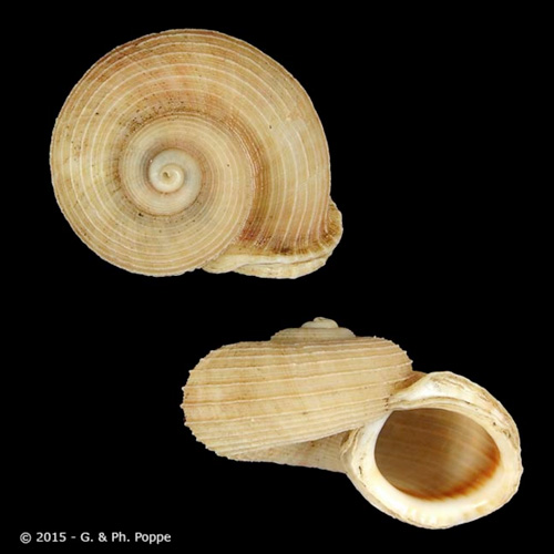 Tropidophora humberti Fischer-Piertte, 1945