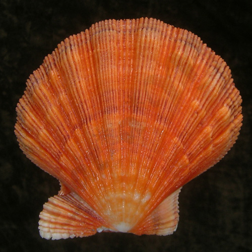 Alternative view of Nodipecten nodosus Linnaeus, 1758*