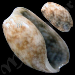 Bulla frankovichi Petuch & Sargent, 2011