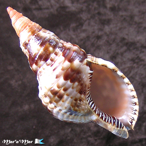 Charonia variegata (Lamarck, 1816)