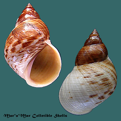 Littoraria nebulosa (Lamarck, J.B.P.A. de, 1822)