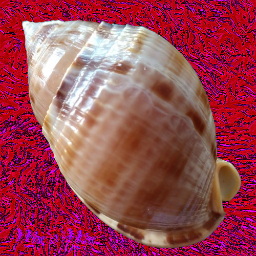 Alternative view of Semicassis granulata peristephes P. & McGinty, 1939