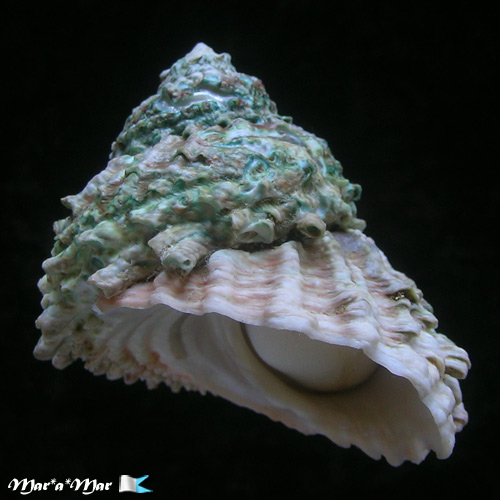 Astraea caelata (Gmelin, 1791)