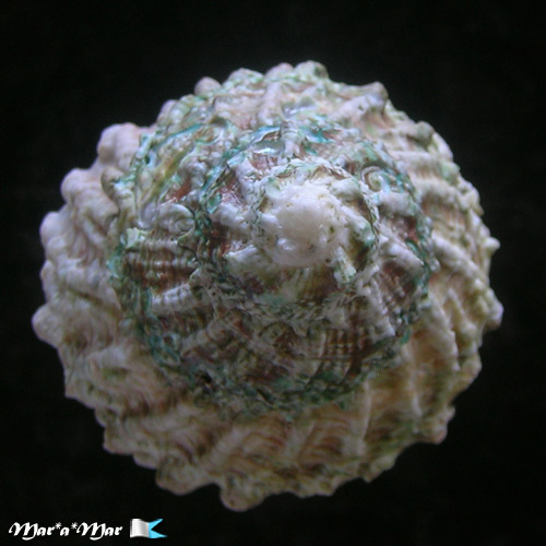 Astraea caelata (Gmelin, 1791) - Image 3