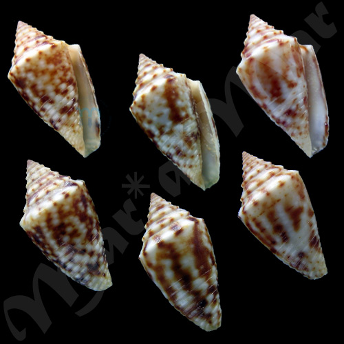 Jaspidiconus pealii (Green, 1830) - Imagem 2