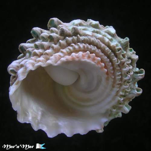 Astraea caelata (Gmelin, 1791) - Image 4