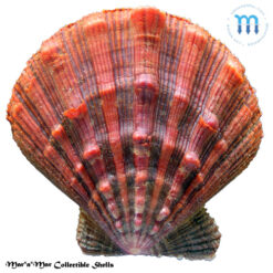 Nodipecten nodosus Linnaeus, 1758