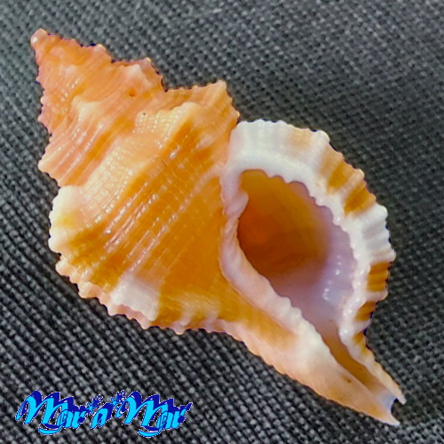 Monoplex vespaceus (Lamarck, 1822)