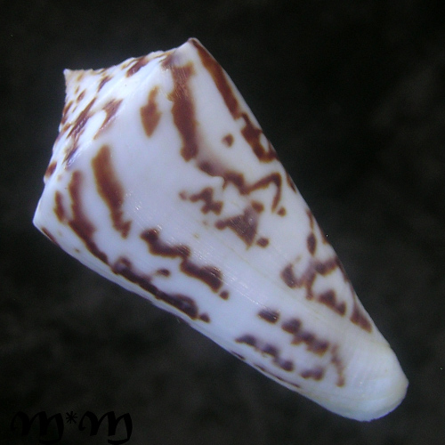Conus clerii Reeve, 1844 - Imagem 2