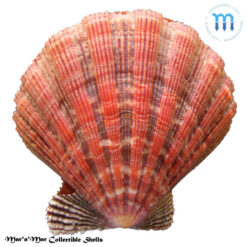 Nodipecten nodosus Linnaeus, 1758 - Image 2