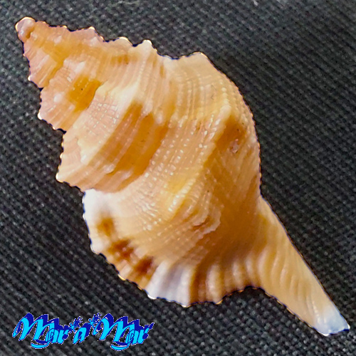 Alternative view of Monoplex vespaceus (Lamarck, 1822)