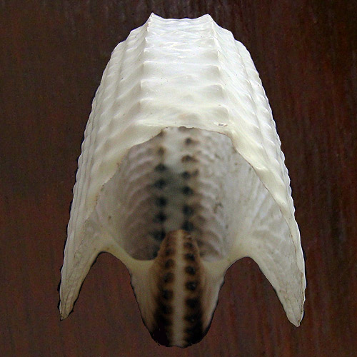 Argonauta nodosa Lightfoot,1786 - Imagem 2