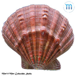 Nodipecten nodosus Linnaeus, 1758