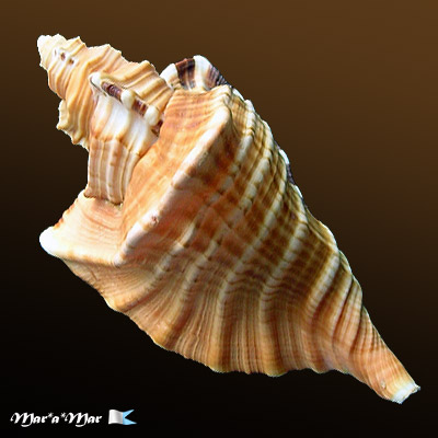 Cymatium raderi D´Attilio & Meyers, 1984 - Imagem 2