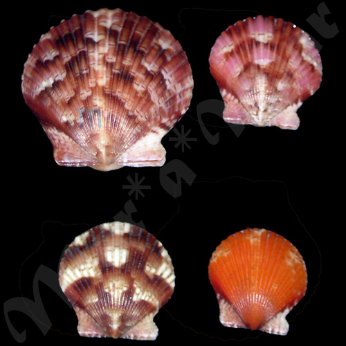 Argopecten gibbus Linaeus, 1758