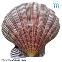 Nodipecten nodosus Linnaeus, 1758 - Image 2