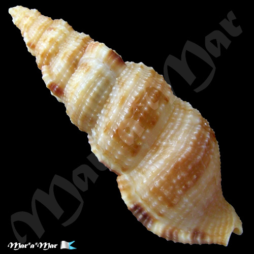 Alternative view of Colubraria testacea (Morch, 1877)