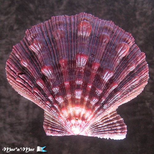 Nodipecten nodosus Linnaeus, 1758