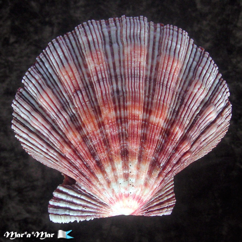 Nodipecten nodosus Linnaeus, 1758 - Imagem 2