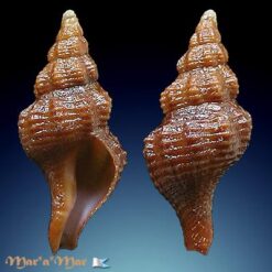 Alternative view of Polygona devyanae (Rios, P. M. Costa & Calvo, 1994)