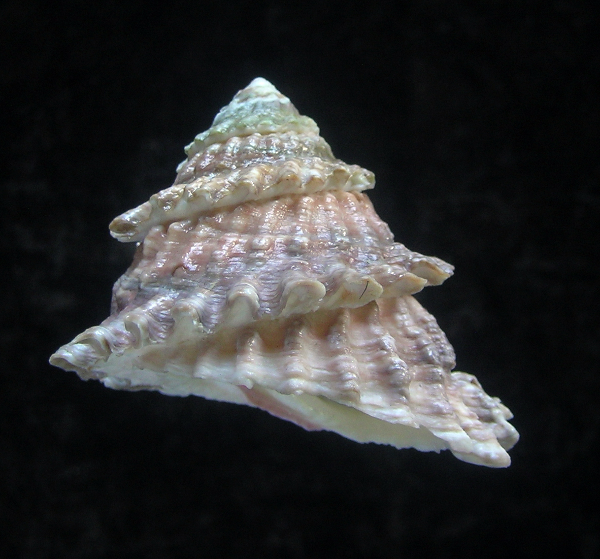 Lithopoma tectum tectum (Lightfoot, J. in Solander, 1786)