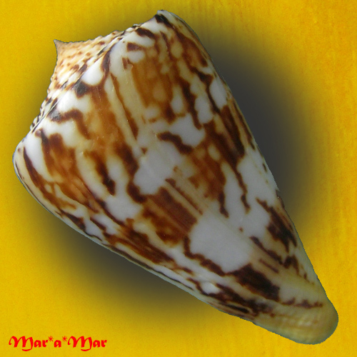 Alternative view of Conus centurio Born, 1778
